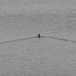 black and white nature and landscape photograph of duck silhouetted on lake magness arkansas
