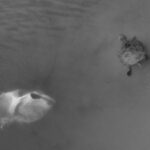 Turtle swims past garbage bag litter in habitat