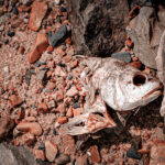 Dead fish on red rocks on shore of Arkansas river below big dam bridge.