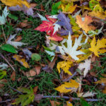 Color photograph of fall leaves on grass in Little Rock Arkansas