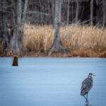 color nature photograph of great blue heron walking on frozen lake conway near conway arkansas