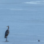 color nature photograph of great blue heron walking on ice to examine litter on lake conway near conway arkansas