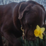 color photograph of chocolate labroador nuzzling and smelling a daffodil in little rock arkansas