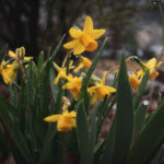color photograph of yellow jonquils blooming on cloudy rainy day in Little Rock arkansas